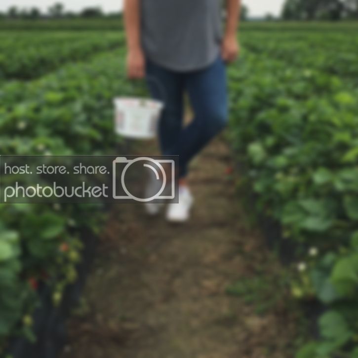  strawberry picking | creative index blog